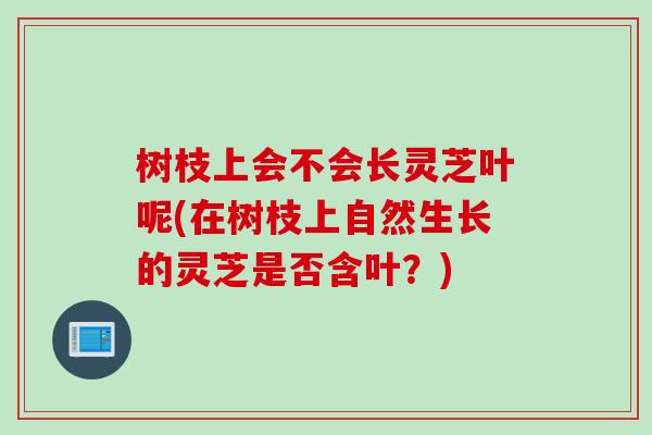 树枝上会不会长灵芝叶呢(在树枝上自然生长的灵芝是否含叶？)