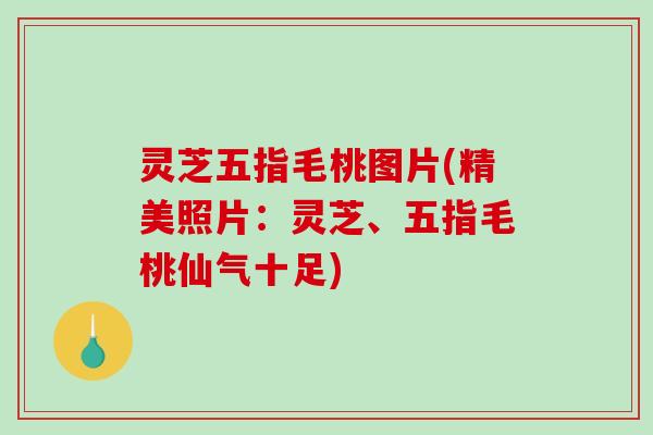 灵芝五指毛桃图片(精美照片：灵芝、五指毛桃仙气十足)