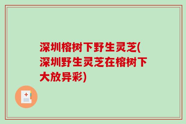 深圳榕树下野生灵芝(深圳野生灵芝在榕树下大放异彩)