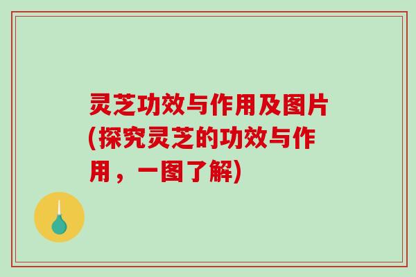 灵芝功效与作用及图片(探究灵芝的功效与作用，一图了解)