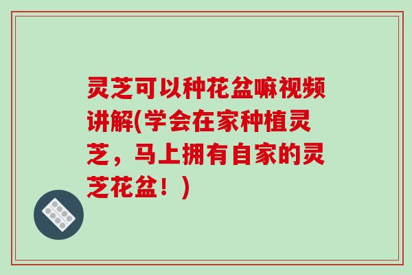 灵芝可以种花盆嘛视频讲解(学会在家种植灵芝，马上拥有自家的灵芝花盆！)