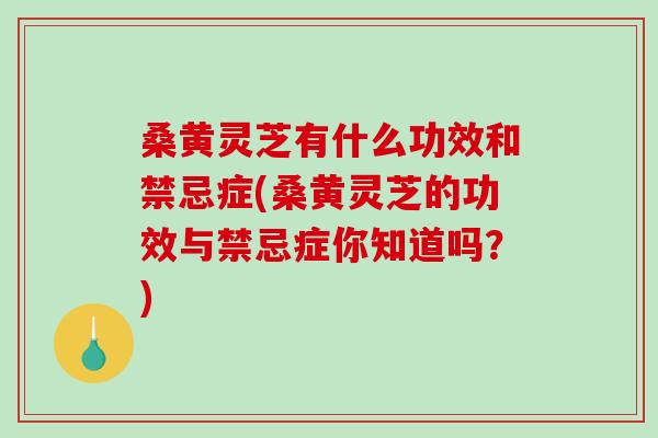 桑黄灵芝有什么功效和禁忌症(桑黄灵芝的功效与禁忌症你知道吗？)