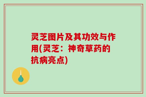 灵芝图片及其功效与作用(灵芝：神奇草药的抗病亮点)
