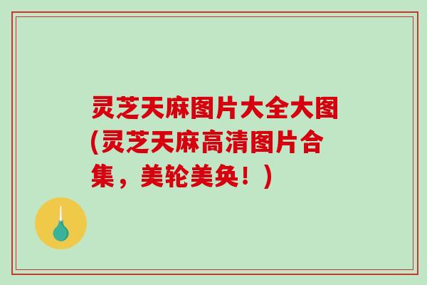 灵芝天麻图片大全大图(灵芝天麻高清图片合集，美轮美奂！)