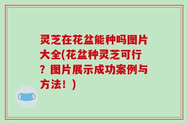 灵芝在花盆能种吗图片大全(花盆种灵芝可行？图片展示成功案例与方法！)