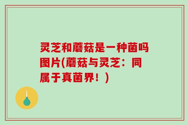 灵芝和蘑菇是一种菌吗图片(蘑菇与灵芝：同属于真菌界！)