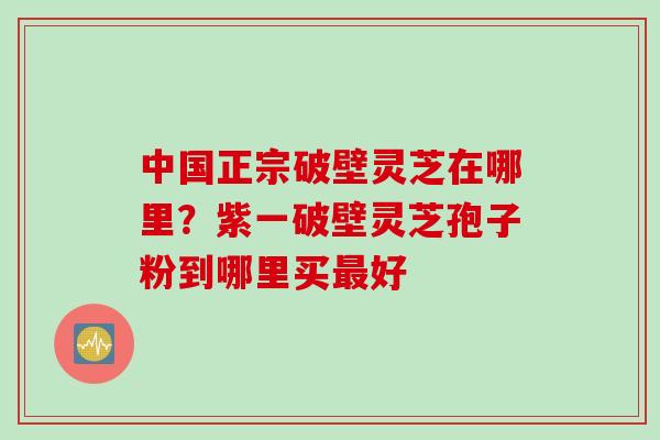 中国正宗破壁灵芝在哪里？紫一破壁灵芝孢子粉到哪里买最好