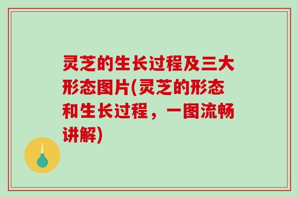 灵芝的生长过程及三大形态图片(灵芝的形态和生长过程，一图流畅讲解)