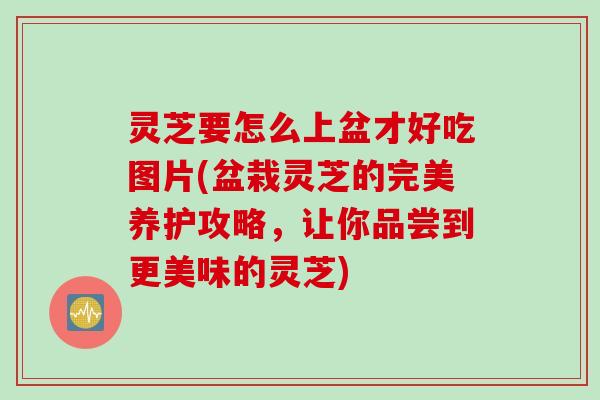 灵芝要怎么上盆才好吃图片(盆栽灵芝的完美养护攻略，让你品尝到更美味的灵芝)