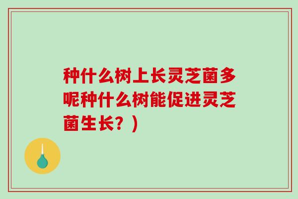 种什么树上长灵芝菌多呢种什么树能促进灵芝菌生长？)