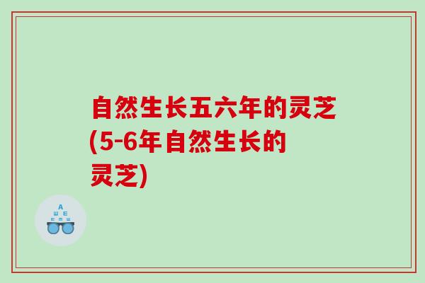 自然生长五六年的灵芝(5-6年自然生长的灵芝) 自然生长五六年的灵芝(5-6年自然生长的灵芝)
