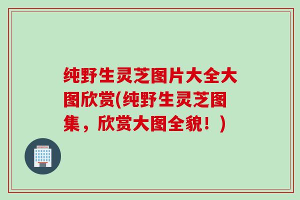纯野生灵芝图片大全大图欣赏(纯野生灵芝图集，欣赏大图全貌！)