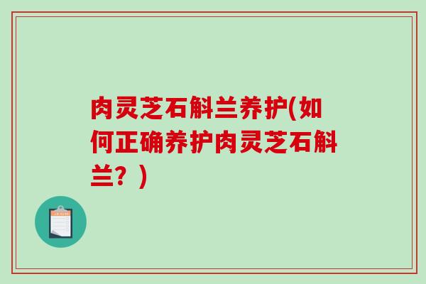 肉灵芝石斛兰养护(如何正确养护肉灵芝石斛兰?) 肉灵芝石斛兰养护(如何正确养护肉灵芝石斛兰?)