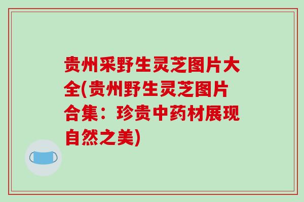贵州采野生灵芝图片大全(贵州野生灵芝图片合集:珍贵材展现自然之美) 贵州采野生灵芝图片大全(贵州野生灵芝图片合集:珍贵材展现自然之美)