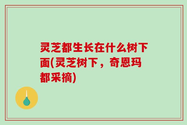 灵芝都生长在什么树下面(灵芝树下,奇恩玛都采摘) 灵芝都生长在什么树下面(灵芝树下,奇恩玛都采摘)