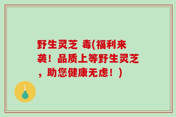 野生灵芝 毒(福利来袭!品质上等野生灵芝,助您健康无虑!) 野生灵芝 毒(福利来袭!品质上等野生灵芝,助您健康无虑!)