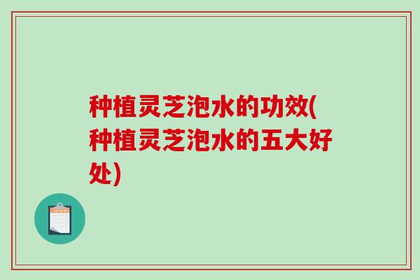 种植灵芝泡水的功效(种植灵芝泡水的五大好处)