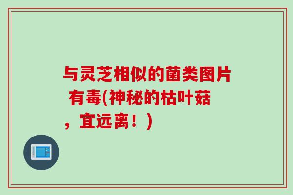 与灵芝相似的菌类图片 有毒(神秘的枯叶菇，宜远离！)