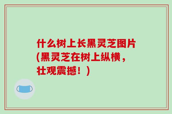 什么树上长黑灵芝图片(黑灵芝在树上纵横，壮观震撼！)