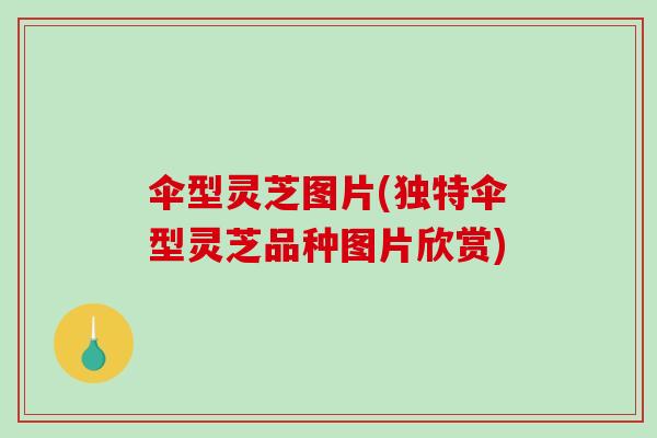 伞型灵芝图片(独特伞型灵芝品种图片欣赏)