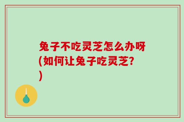 兔子不吃灵芝怎么办呀(如何让兔子吃灵芝？)
