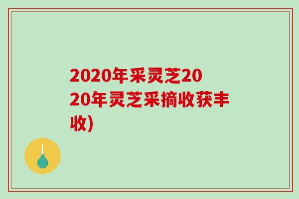 2020年采灵芝2020年灵芝采摘收获丰收)
