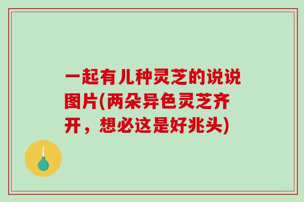 一起有儿种灵芝的说说图片(两朵异色灵芝齐开，想必这是好兆头)