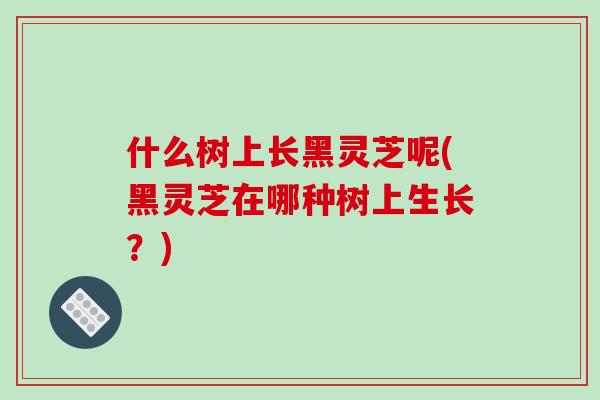 什么树上长黑灵芝呢(黑灵芝在哪种树上生长?) 什么树上长黑灵芝呢(黑灵芝在哪种树上生长?)