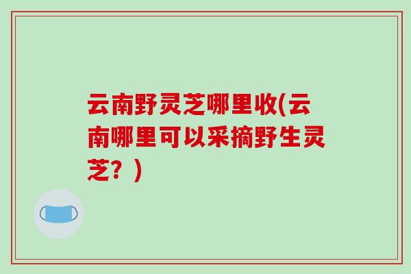 云南野灵芝哪里收(云南哪里可以采摘野生灵芝？)