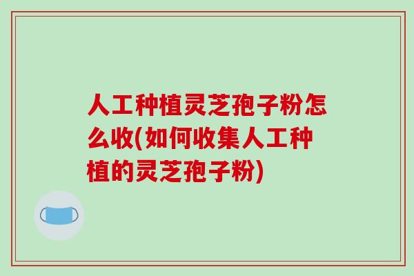 人工种植灵芝孢子粉怎么收(如何收集人工种植的灵芝孢子粉)