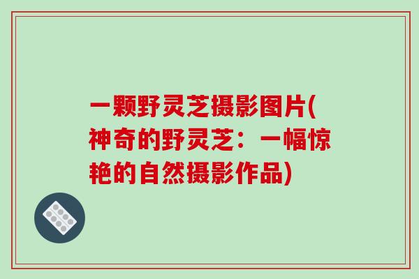 一颗野灵芝摄影图片(神奇的野灵芝：一幅惊艳的自然摄影作品)