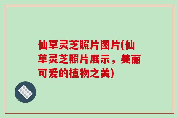 仙草灵芝照片图片(仙草灵芝照片展示，美丽可爱的植物之美)