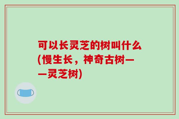 可以长灵芝的树叫什么(慢生长，神奇古树——灵芝树)