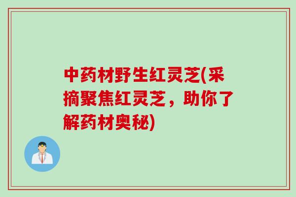 中药材野生红灵芝(采摘聚焦红灵芝，助你了解药材奥秘)
