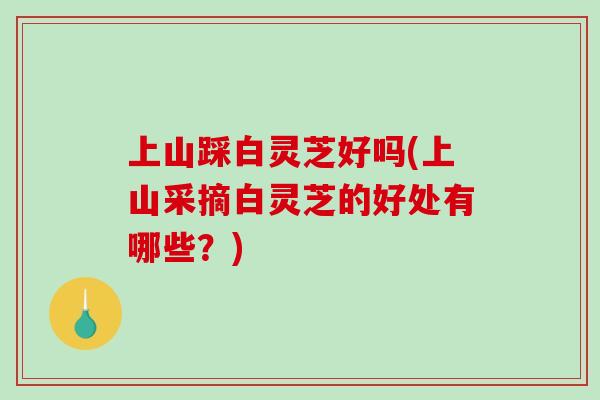 上山踩白灵芝好吗(上山采摘白灵芝的好处有哪些？)
