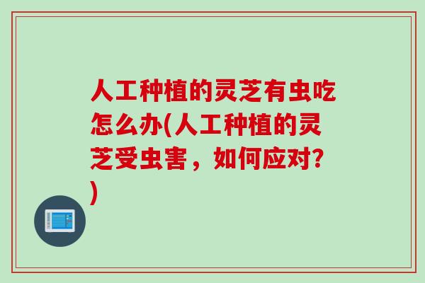 人工种植的灵芝有虫吃怎么办(人工种植的灵芝受虫害，如何应对？)