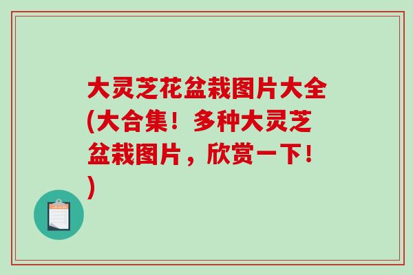 大灵芝花盆栽图片大全(大合集！多种大灵芝盆栽图片，欣赏一下！)