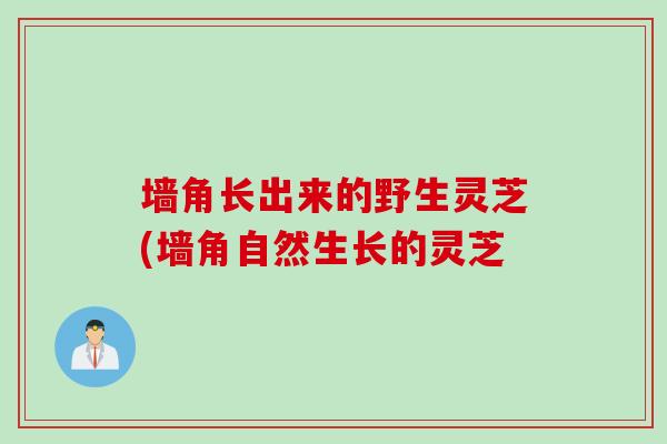 墙角长出来的野生灵芝(墙角自然生长的灵芝