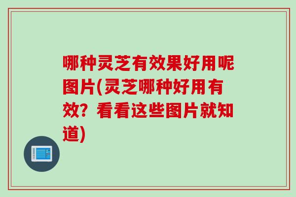 哪种灵芝有效果好用呢图片(灵芝哪种好用有效？看看这些图片就知道)