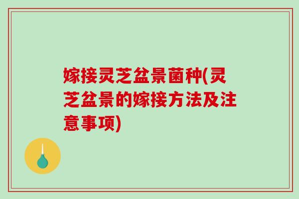 嫁接灵芝盆景菌种(灵芝盆景的嫁接方法及注意事项)
