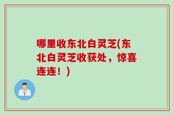 哪里收东北白灵芝(东北白灵芝收获处，惊喜连连！)