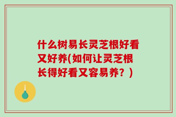 什么树易长灵芝根好看又好养(如何让灵芝根长得好看又容易养？)