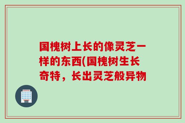 国槐树上长的像灵芝一样的东西(国槐树生长奇特，长出灵芝般异物