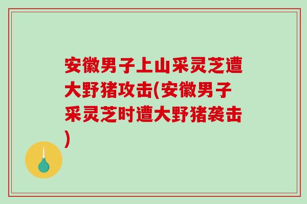 安徽男子上山采灵芝遭大野猪攻击(安徽男子采灵芝时遭大野猪袭击)