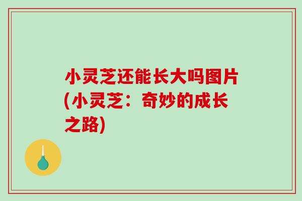 小灵芝还能长大吗图片(小灵芝：奇妙的成长之路)