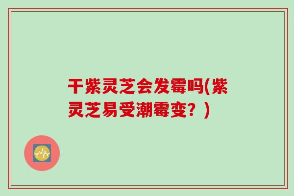 干紫灵芝会发霉吗(紫灵芝易受潮霉变？)