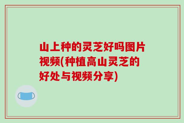 山上种的灵芝好吗图片视频(种植高山灵芝的好处与视频分享)