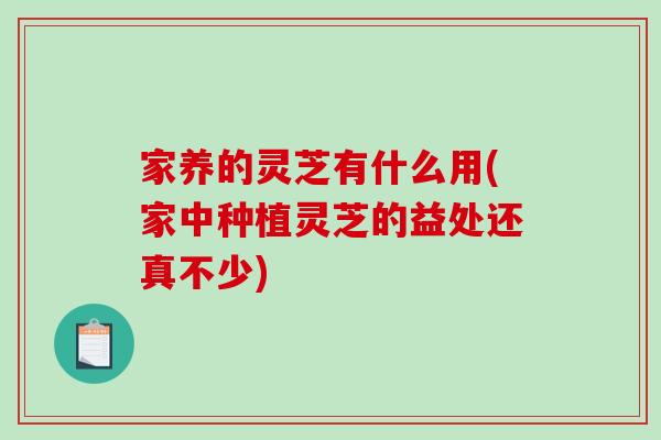 家养的灵芝有什么用(家中种植灵芝的益处还真不少)