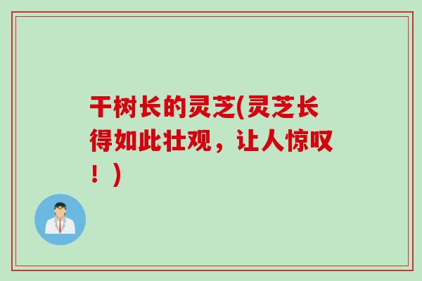 干树长的灵芝(灵芝长得如此壮观，让人惊叹！)