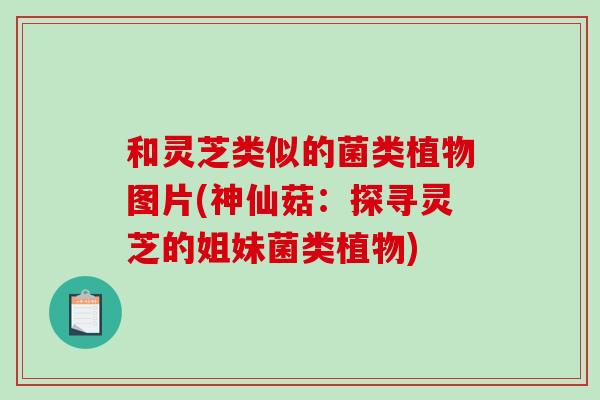 和灵芝类似的菌类植物图片(神仙菇：探寻灵芝的姐妹菌类植物)